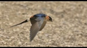 рыжепоясничная ласточка