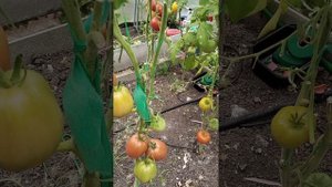 7 августа 2025г на томатах появился кладоспориоз и фитофтора