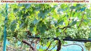 Виноград 3.08.2025 г. АНЮТА. Любимая форма Крайнова, не готова, но вот такая она на 3 августа.