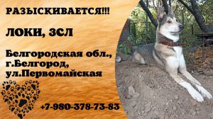 Пропала собака! ЛОКИ. ЗСЛ. Белгородская обл,  г. Белгород