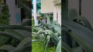 Сочи территория санатория Октябрьский...