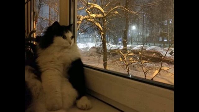 Я не понимаю _ MAFANYA feat. Бонни Карпов & НАВЕРНОЕ ПОЭТ & ЯКОРЪ & EVEN CUTE смотреть онлайн