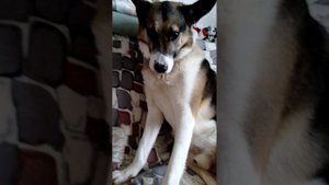 Мой пес Гоша и стих про него