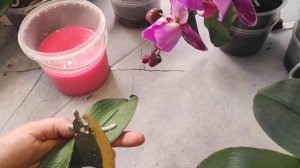 #123 ОрхоVLOG пока резала орхидею по кусочкам как той _собаке_ удивлялась 😳😳😳