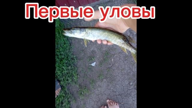 первые уловы