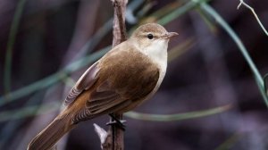 Пение птиц. Птицы. Пение птицы Камышовка австралийская для расслабления