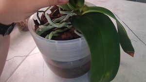 Получила хорошего крепыша от Son'Ya, для профилактики обработаем недавно пришедшие растения