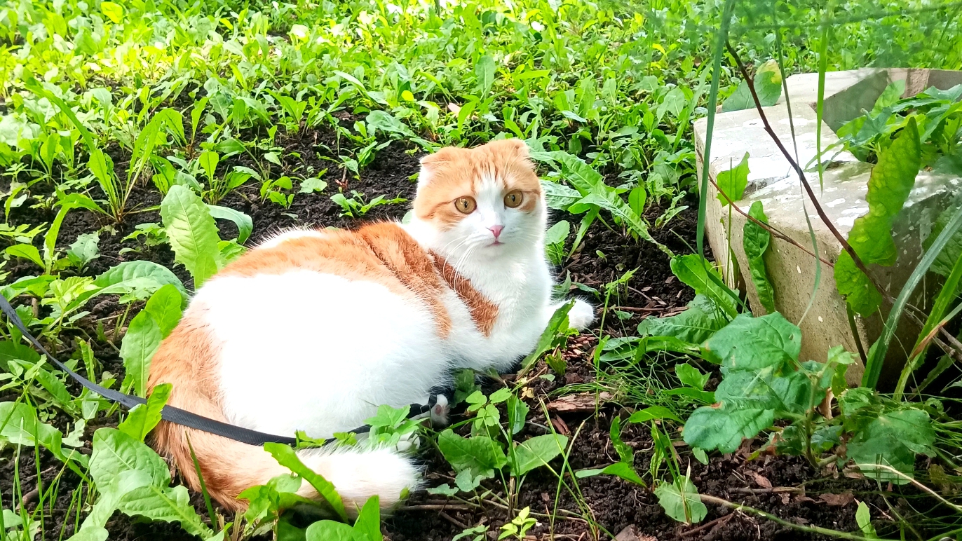 Кексик в июле2025🐯