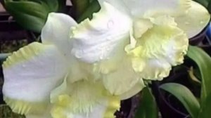 П-14 Ч-3. Дендробиум White Doremee без корней. Реанимация. Спустя 50 дней после получения и посадки