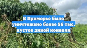 В Приморье было уничтожено более 56 тыс. кустов дикой конопли