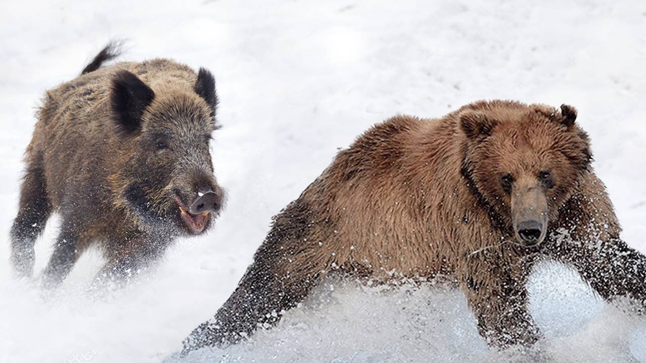 С ними не связываются даже МЕДВЕДИ! Вот чем заняты КАБАНЫ Зимой! смотреть онлайн