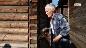 За компенсацией – в суд. Администрация Братска отреагировала на убийство коз в Гидростроителе