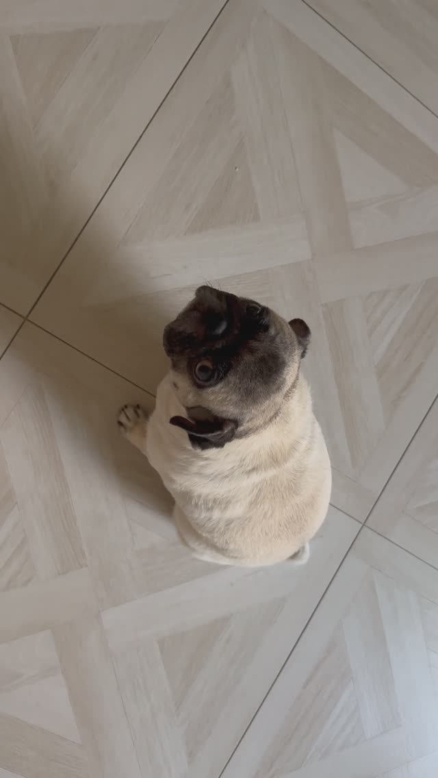 Мопс Милка)) смотреть онлайн