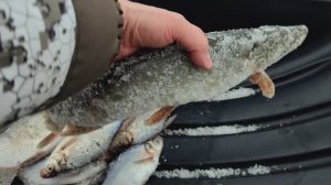 Поклёвки крупным планом. Подлещик. Сорога. Щука. Карпинск.