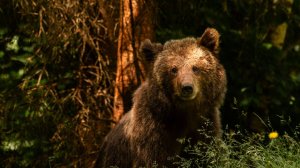 Markiza: министра туризма Словакии оштрафовали за нелегальное чучело медведя