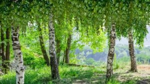 МОЯ РОССИЯ.