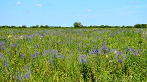 На летнем лугу