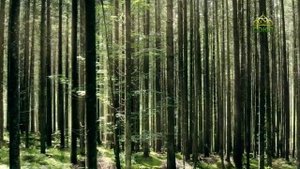 Стихи над миром. Стихотворения Зинаиды Миркиной