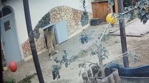 Вместо приема пищи, Шерхан занялся постройкой шалаша.7 августа.