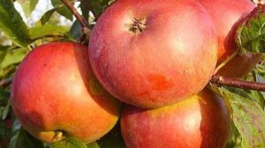 Пояс холода что это такое? и вторая тема яблоня Белорусская сладкая чем отличается от других.