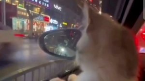 Little Cat in The Big Night City
