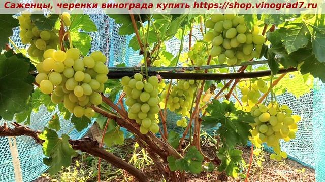 Виноград 2025 года- Мускат медовый, одна из лучших форм на участке у меня- рекомендую вам всем его. смотреть онлайн
