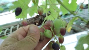 ИНТРИГА 2025! АПОФИС!!!🍇🍇🍇 Telegram, WhatsApp и Vlber +79528500417. Тел.+79054033245.