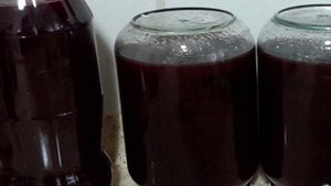 Домашнее вино из сливы