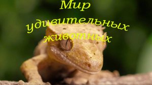 Мир удивительной природы