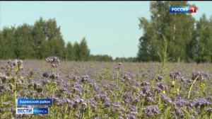 Россельхознадзор_Комментарий о безопасности пчёл_Вести_Томск_25.07.2025