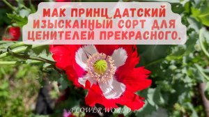 Мак Принц Датский - Изысканный сорт для ценителей прекрасного.😍
