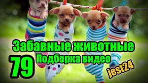 Забавные животные / Подборка видео №79