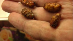 чуфа 5 лет всхожесть