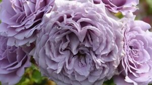 Lilienthal-  роза вдохновленная мечтой. Новинка японской селекции 2024 от Таку Кимуро.