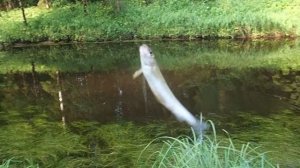 на таёжную речку в поисках кумжи