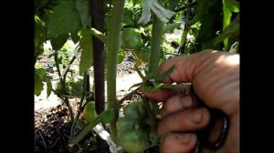 Помидоры ЧУДО ЗЕМЛИ