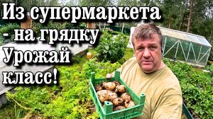 Урожайный Секрет: Как Мы Сажаем Магазинную Картошку и Кормим Кроликов Арбузом!
