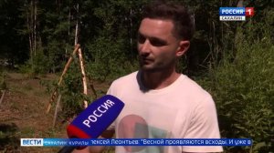 Сахалинский фермер выращивает экзотические деревья