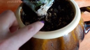 Вриезия  (Фризея) - цветение. Как  ухаживать,  полив  и размножение в домашних условиях.