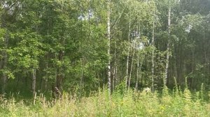 сокольники