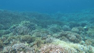 pianemo barracuda reef 2025