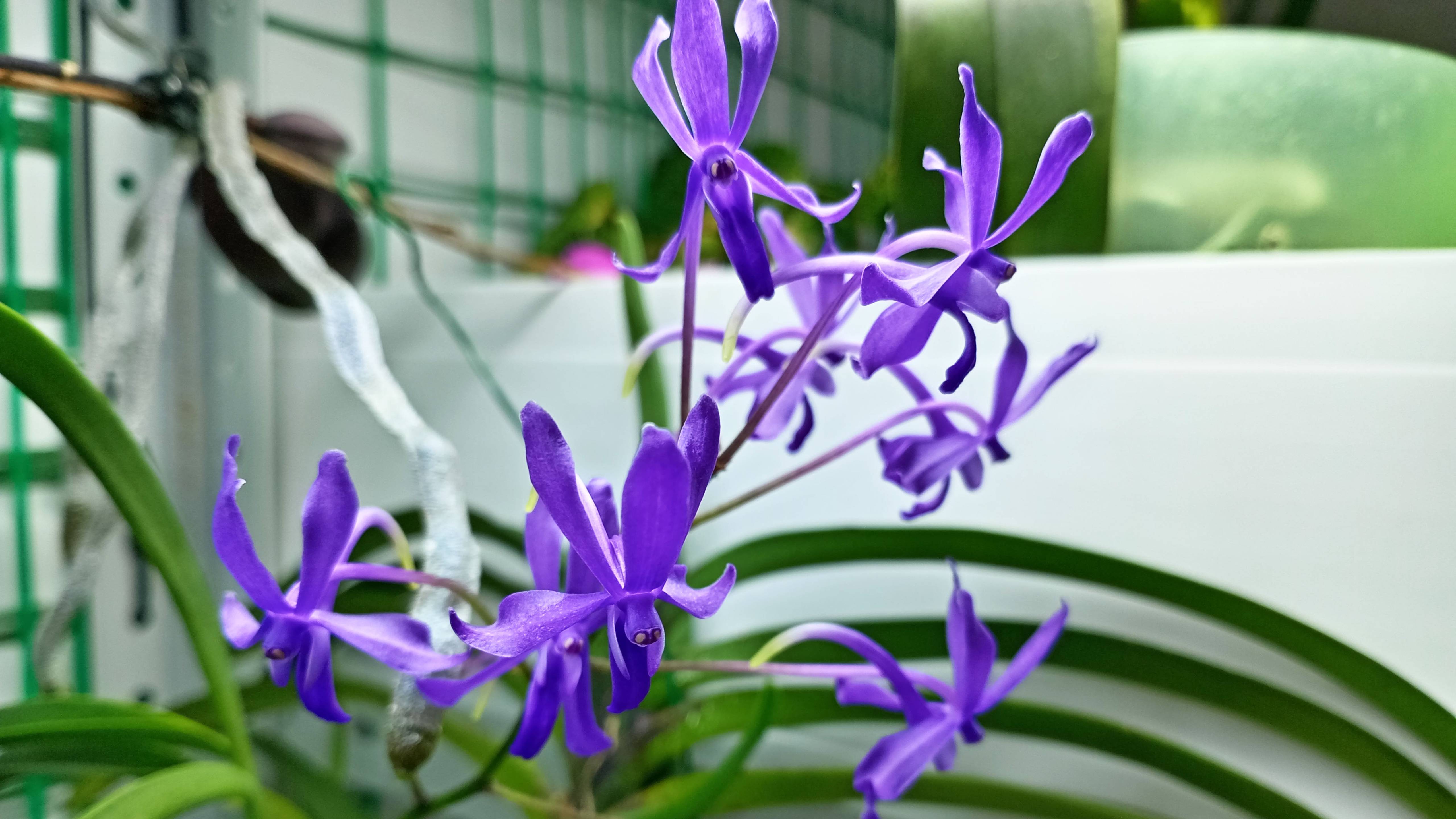 Darwinara Charm Blue Star.Neofinetia falcata x Vascostylis Tham Yuen Hae. Редкая орхидея.