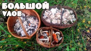 Большой грибной улов.