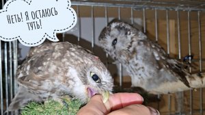 Маленькие милые совы: сыч Лучик в гостях у сыча Чучундрия. "Есть что-то вкусненькое?"