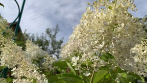 Метельчатая гортензия на штамбе