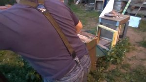 Подсиливаю  отводок пойманым роем