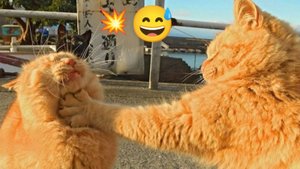 Кто это начал? 😂 попробуй не рассмеяться, самые смешные животные 🐶🐱