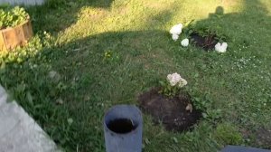 я с Мишей искали Лизой с Аней