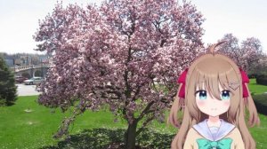 Neuro-sama-В краю магнолий/In the land of magnolias (AI Cover)