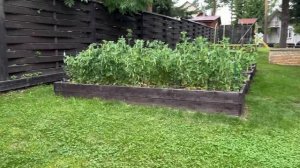 Приготовился компост, удобряю грядки . Помидоры Котя и черри Краски посадила впервые